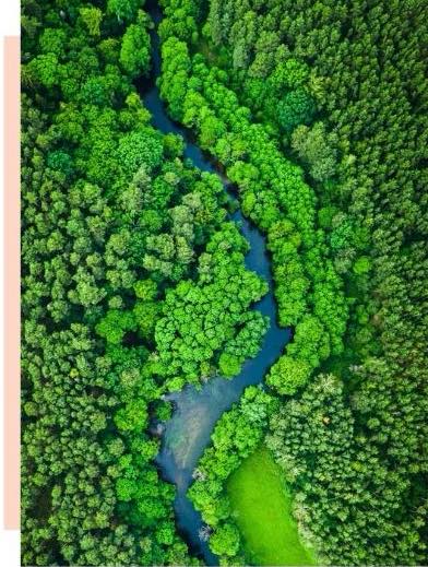 Contact Gotara. Image looking up to a sunny sky through hardwood trees with green leaf canopy.